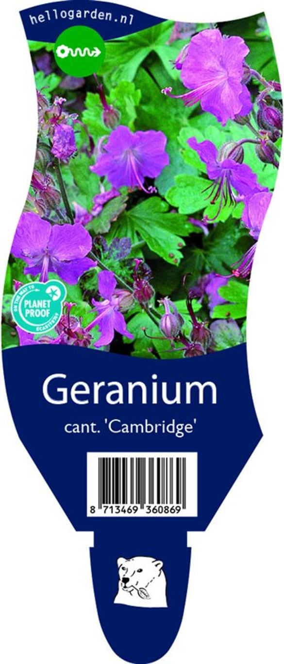 Geranium cant. 'Cambridge' - P11